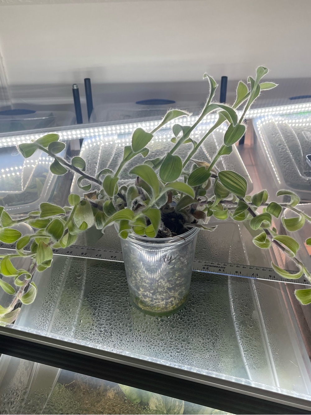 Tradenscantia Fuzzy Variegated Exact Plant